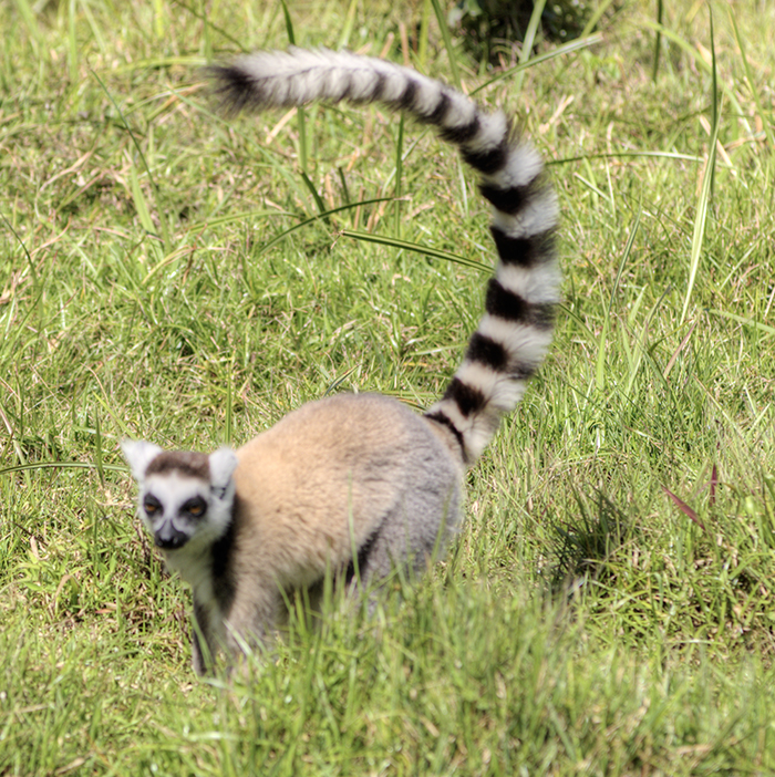 Ring-Tailed Lemur